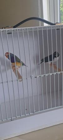 Image 4 of Gouldian and Bengali finches