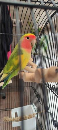 Image 1 of 2 lovebirds with cage, accessories and lots of food