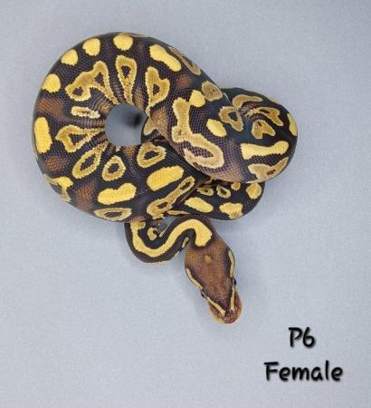 Image 13 of Various Hatchling Ball Python's CB23 - Availability List