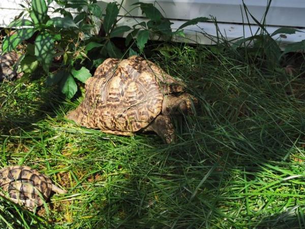 Image 3 of Tortoise rehoming nationwide