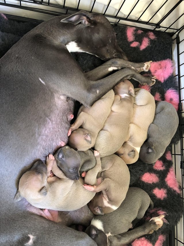 Preview of the first image of Well bred whippet pups ideal pets.