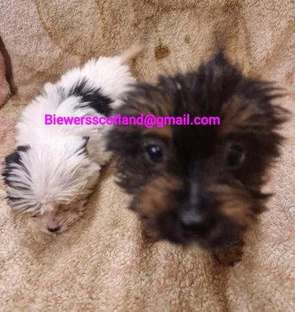 Image 6 of biewer terriers (colourful Yorkshire yorkies) Ready now