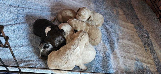 Image 5 of F1b Cockerpoo puppies for sale