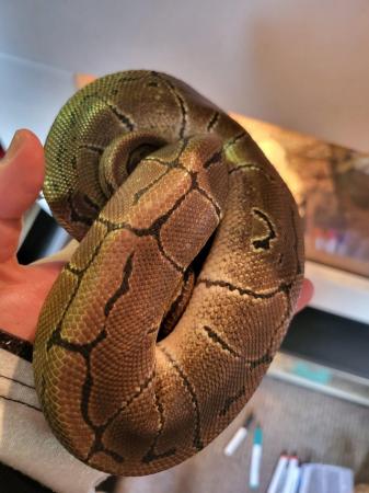 Image 10 of *REDUCED* 3 Royal Pythons looking for their forever homes