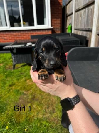 Image 5 of 4gorgeous Black and Tan, Miniature Dachshund Puppies