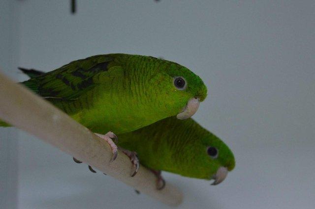 Preview of the first image of Various Parakeets for sale at Animaltastic.