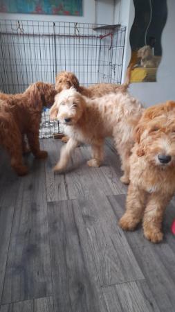 Image 13 of SOLD OUT quality red girls goldendoodle x irishdoodle