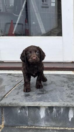Image 9 of Working Cocker Spaniel Puppies for Sale