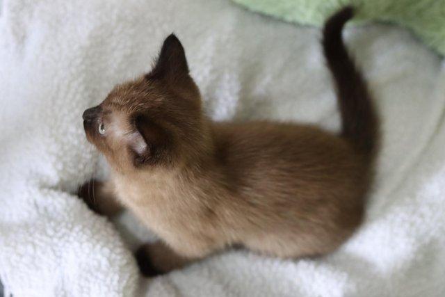 Image 4 of Beautiful brown seal point kitten for sale