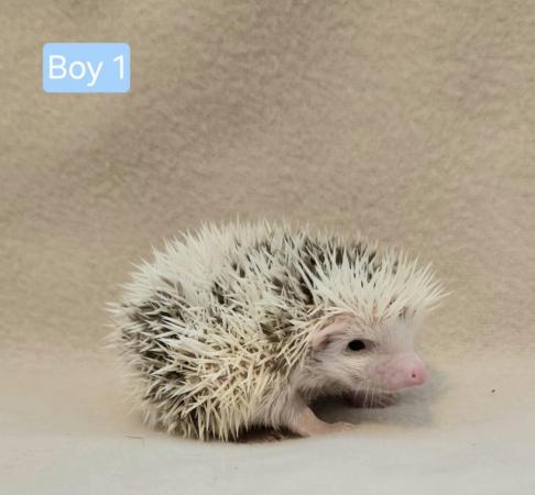 Image 1 of African Pygmy Hedgehogs - APH Club UK Approved breeder