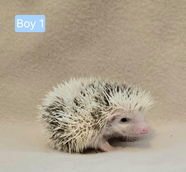 Preview of the first image of African Pygmy Hedgehogs - APH Club UK Approved breeder.