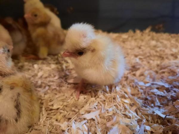 Image 3 of Day old Pekin and Poland chicks