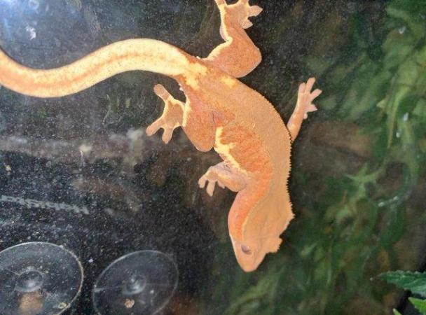 Image 7 of Various crested geckos for sale