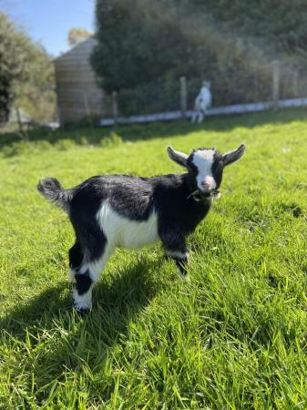 Image 2 of Beautiful Pygmy goat kid (not registered)