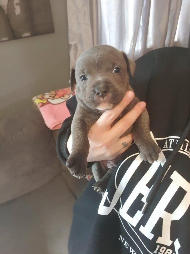 Preview of the first image of Blue kc Staffordshire bull terrier puppies.