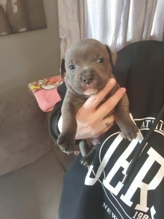 Image 1 of Blue kc Staffordshire bull terrier puppies