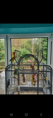 Image 1 of 18 month old beautiful Sun conure