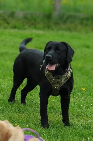 Image 4 of labrador stud KC reg ,carries black, yellow, chocolate