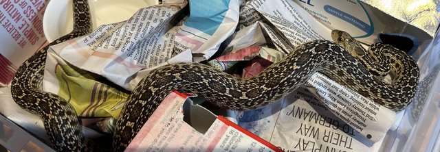 Image 2 of Female San Diego gopher snake, hypo