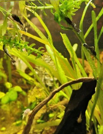 Image 12 of Bristlenose Plecos Long and Short Fin from £3 Updated ad