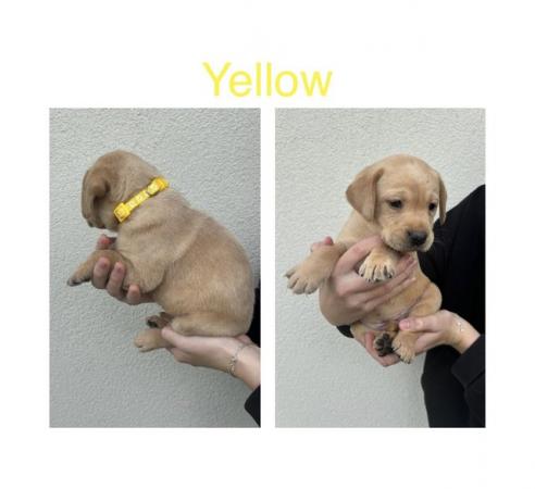 Image 7 of Labrador Puppies For Sale(Mobile correct now,was wrong)