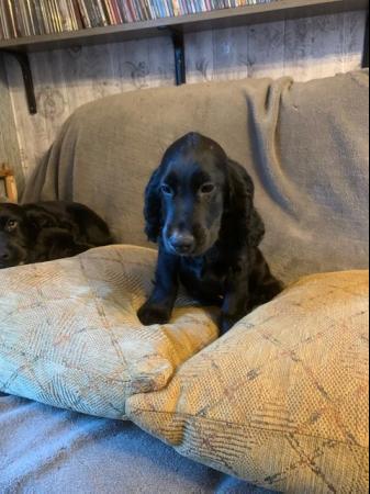 Image 10 of Cocker spaniel puppies for sale *ready to leave*