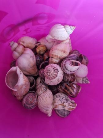 Image 3 of Assorted shells for fish tank