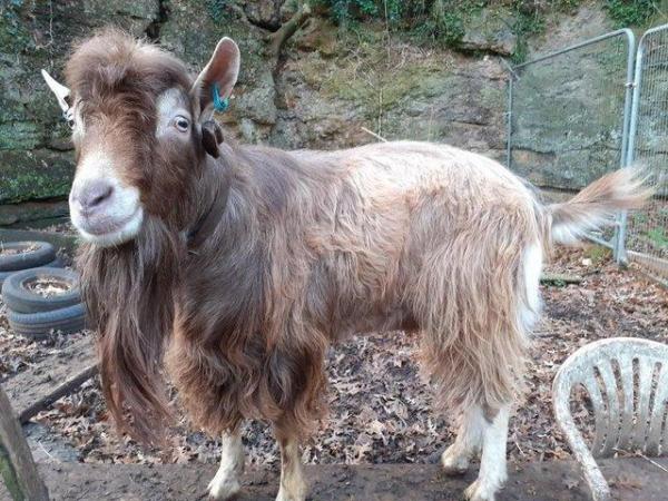 Image 2 of Stunning British Toggenburg Proven Billy Goat Good Natured