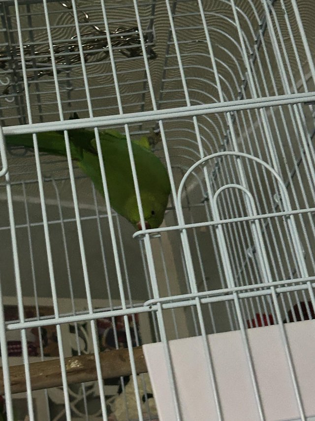 Preview of the first image of Ring neck parrot for sale.