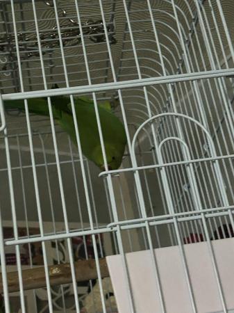 Image 1 of Ring neck parrot for sale