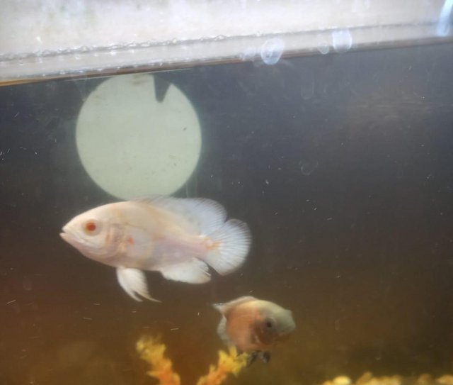 Preview of the first image of 2 Beautiful Oscars Fish For Sale.