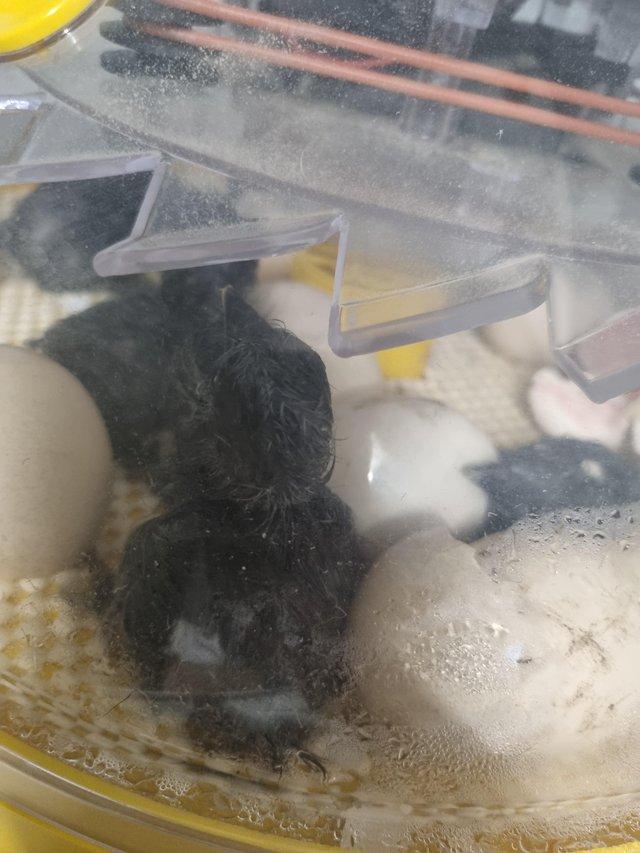 Preview of the first image of Black silkie chicks looking for new home.