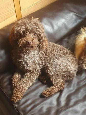 Image 18 of kc reg tiny chocolate toy poodle for stud only
