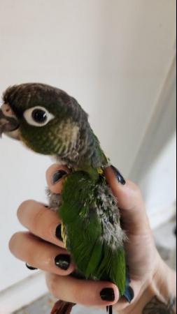 Image 4 of Sweet little baby green cheek conure 9 Weeks not ready yet!