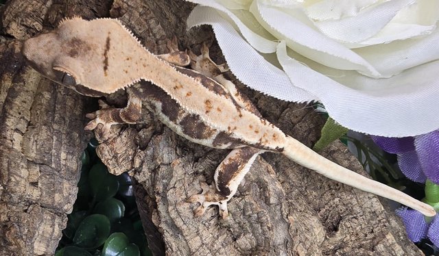 Image 12 of Stunning collection of lily whites/normal crested gecko's