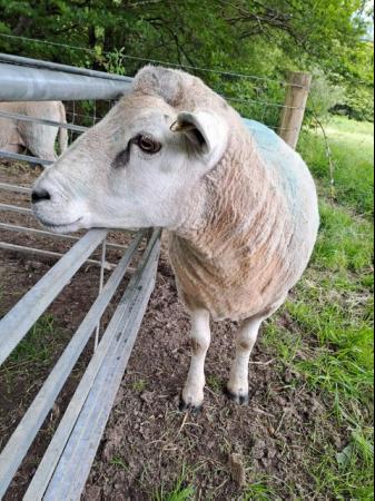 Image 2 of Lleyn Breeding Ram 3 Years Old