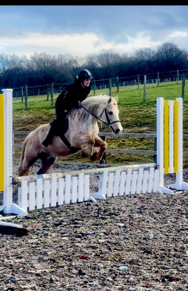 Preview of the first image of 14hh Stunning palomino all rounder.