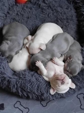Image 5 of French bull dog puppies kc registered