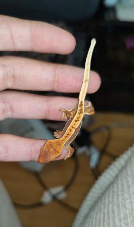 Image 18 of baby crested Geckos for sale..