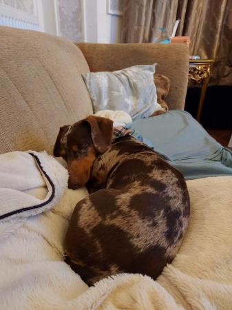 2 miniature dachshunds, 18 months old for sale in Dulwich, Southwark, Greater London - Image 3