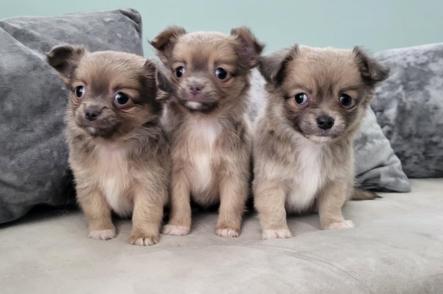 Image 4 of Longhaired Blue Sable Chihuahua pups