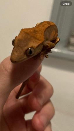 Image 3 of 12 week old crested gecko hatchlings for sale