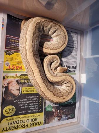 Image 4 of Breeding Size Royal Python Morphs collection (M/F) for sale