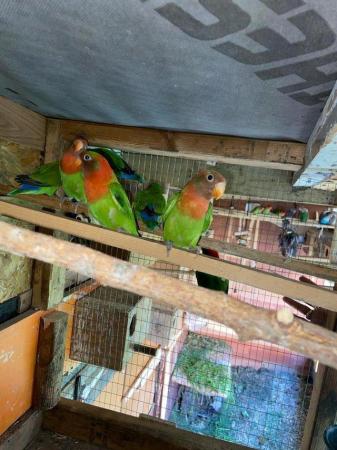 Image 5 of Fisher Love birds pairs for sale