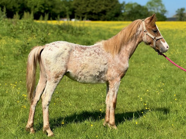 Preview of the first image of Pigbush zanti gelding registered new forest to make 13.2.