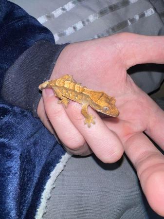 Image 4 of 4x baby HarleyQuinn crested geckos that need new homes