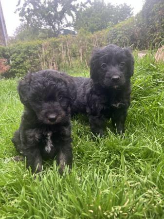 Image 6 of Bordoodle/colliepoo pups ready to from 27th june