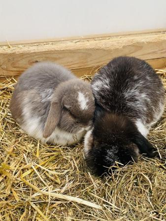 Image 4 of Rabbits for sale £30 mixed breeds available