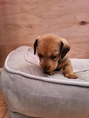 Image 9 of Teckle/long haired sausage dog puppies