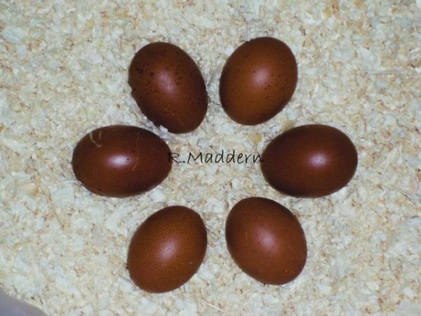Image 2 of ** French Copper Black Maran Chicks For Sale **